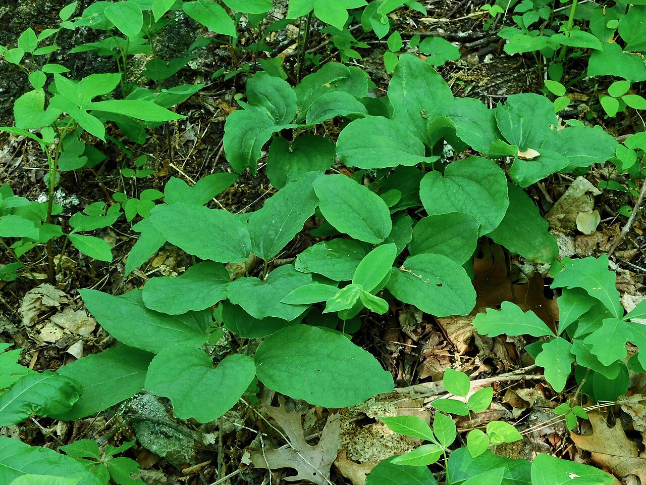 Huger's carrionflower: Huger's Carrionflower ( Smilax hugeri ) in the United States