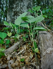 Huger's carrionflower (Smilax hugeri)