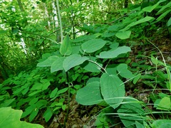 Huger's carrionflower (Smilax hugeri)
