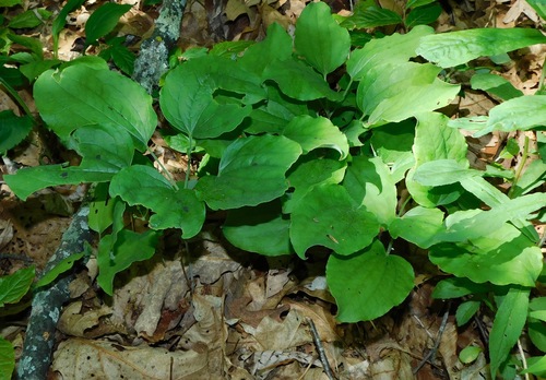 Huger's carrionflower (Smilax hugeri)