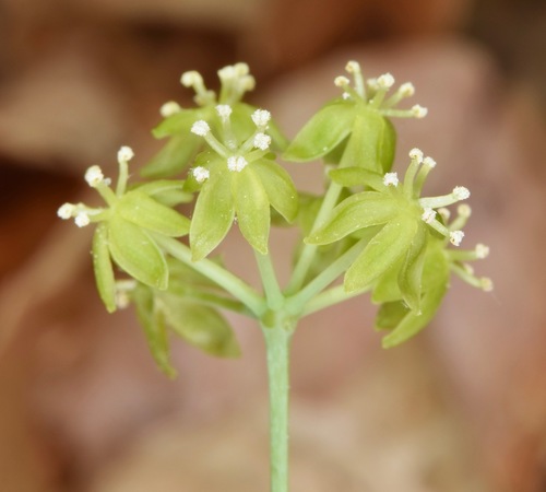 Huger's carrionflower (Smilax hugeri)