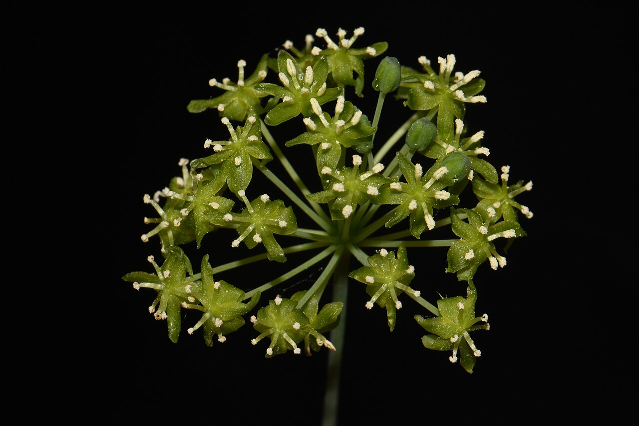 Huger's carrionflower: Huger's Carrionflower ( Smilax hugeri ) in the United States