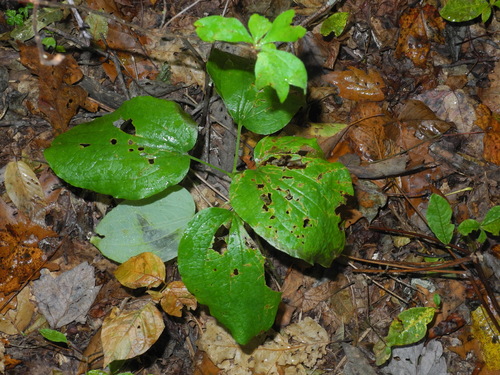 Huger's carrionflower (Smilax hugeri)