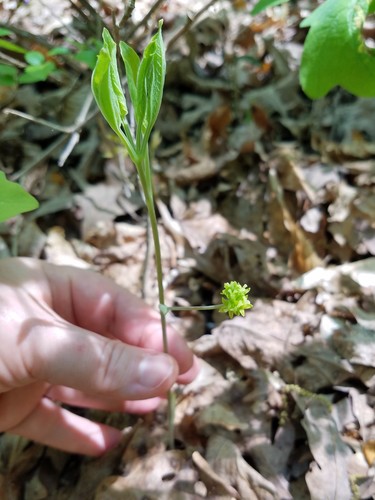 Huger's carrionflower (Smilax hugeri)