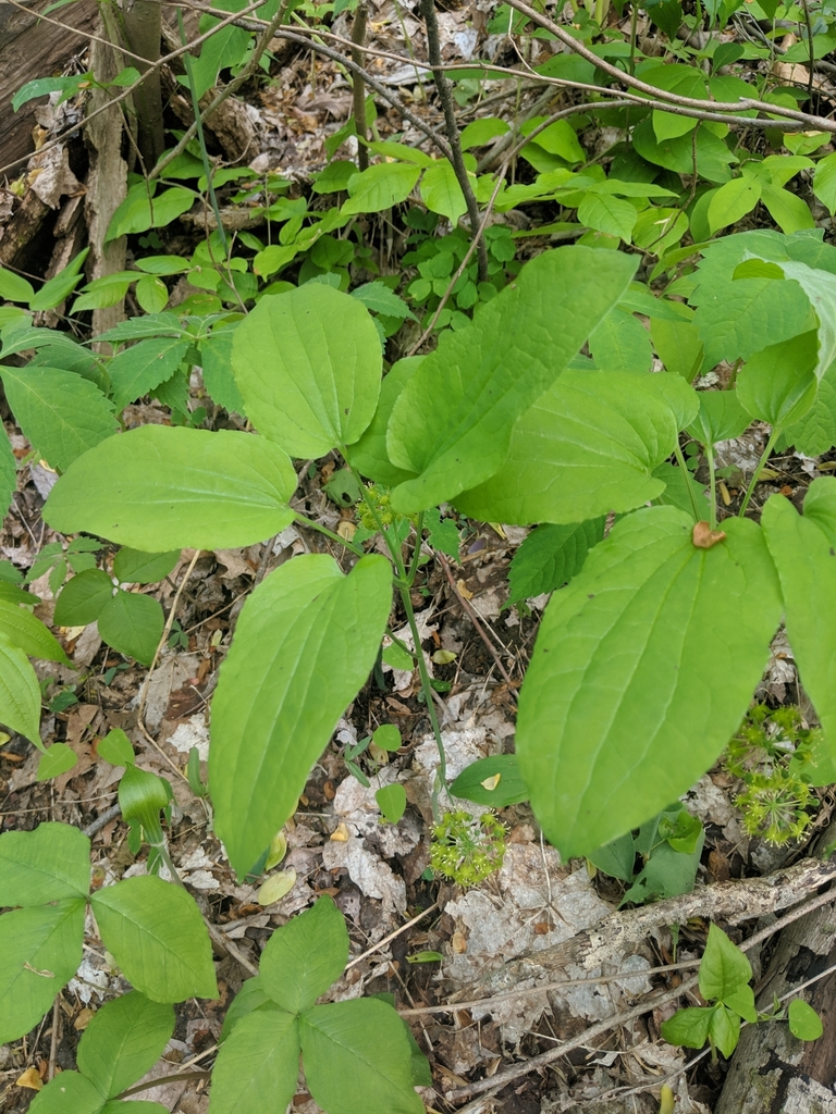 Huger's carrionflower (Smilax hugeri)