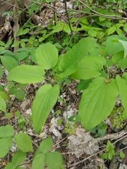 Huger's carrionflower (Smilax hugeri)