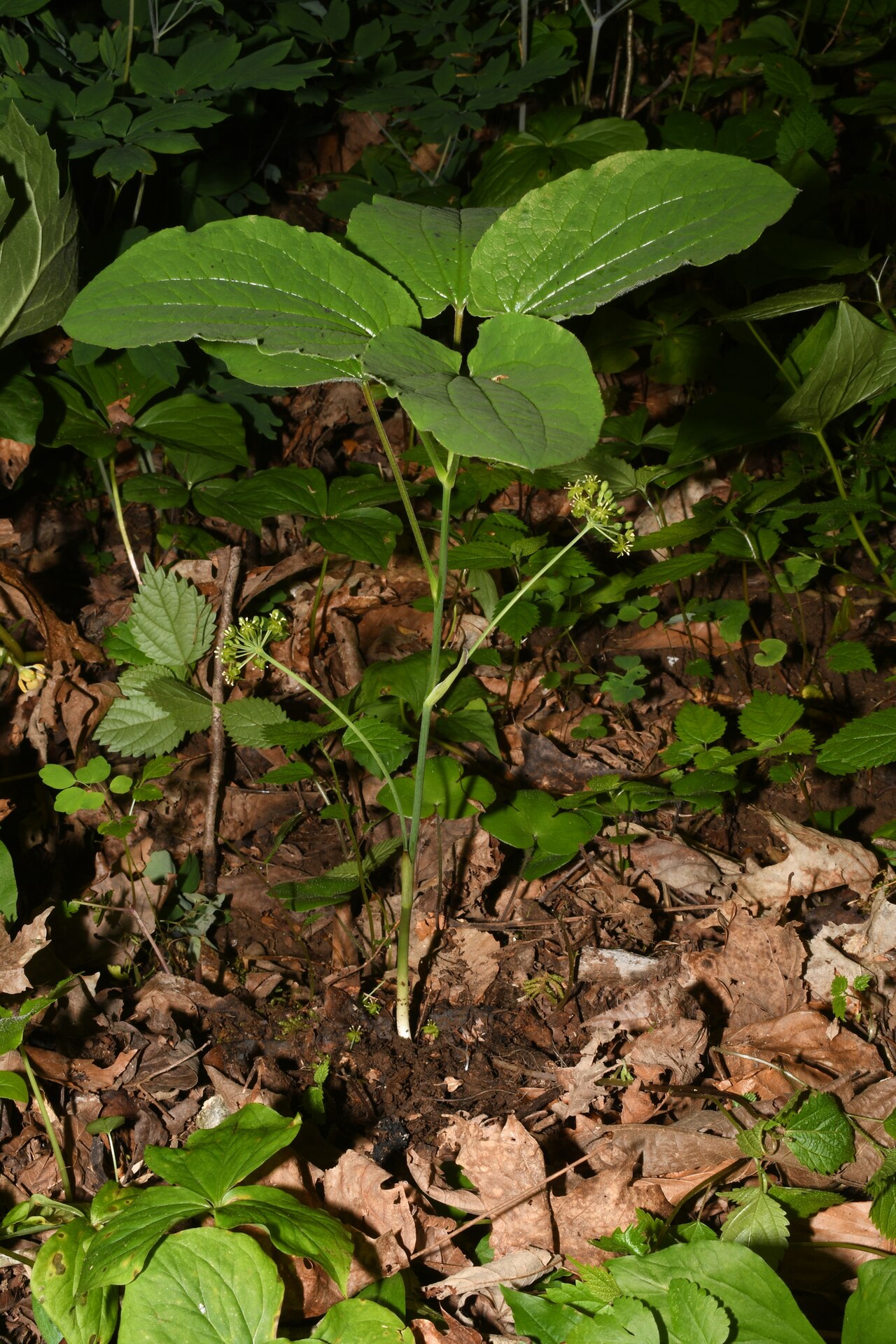Huger's carrionflower: Huger's Carrionflower (Smilax hugeri). Species of plant.