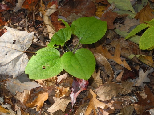 Huger's carrionflower (Smilax hugeri)