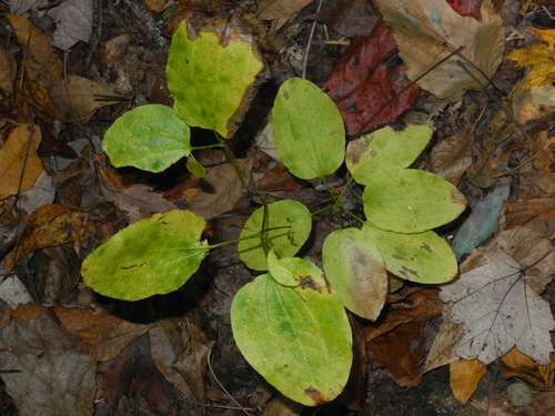 Huger's carrionflower (Smilax hugeri)