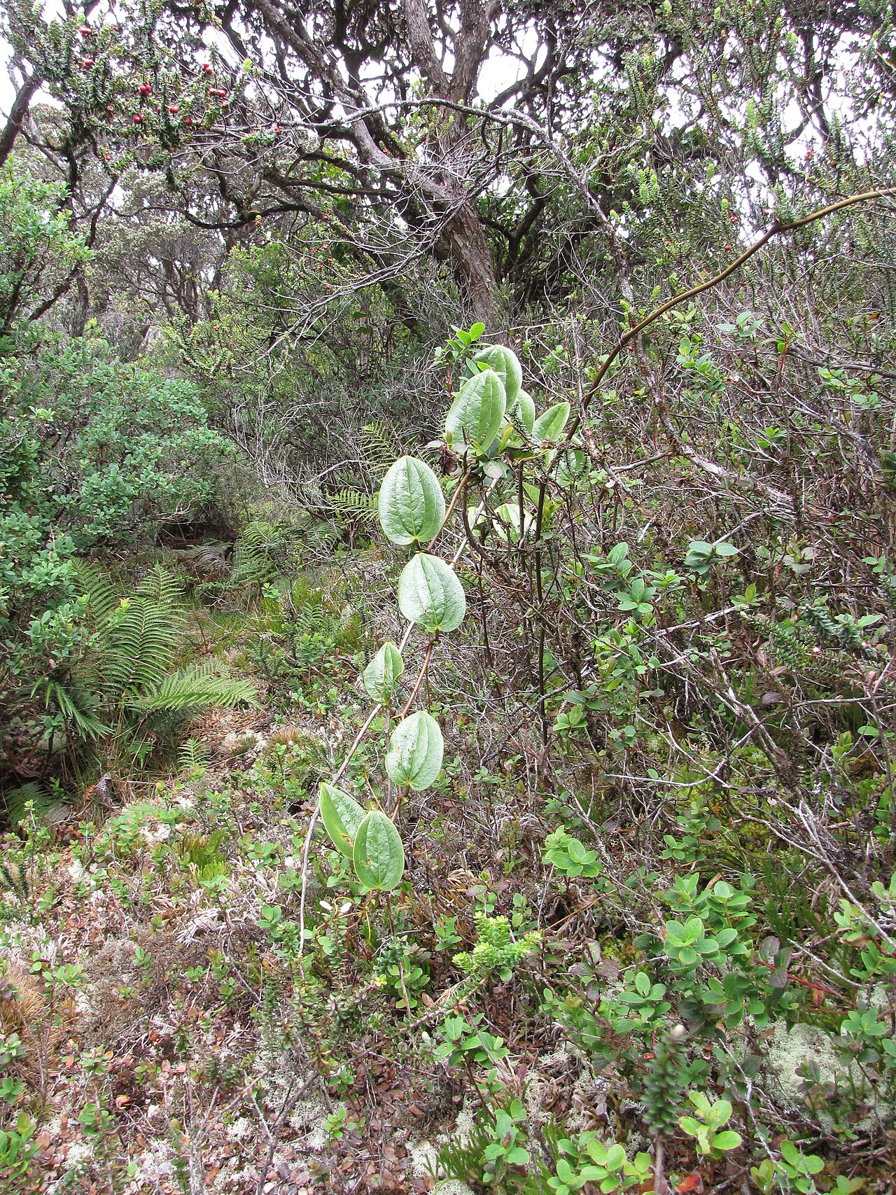 Hawai'i greenbrier: Smilax melastomifolia (Hoi kuahiwi) Habit at Waikamoi, Maui, Hawaii. April 12, 2010 #100412-4630 Image Use Policy