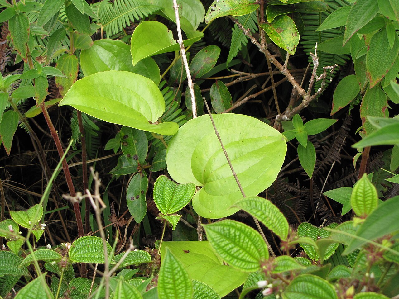 Hawai'i greenbrier: Smilax melastomifolia (Hoi kuahiwi) Leaves at Waihee Ridge Trail, Maui, Hawaii. July 22, 2011 #110722-7564 Image Use Policy