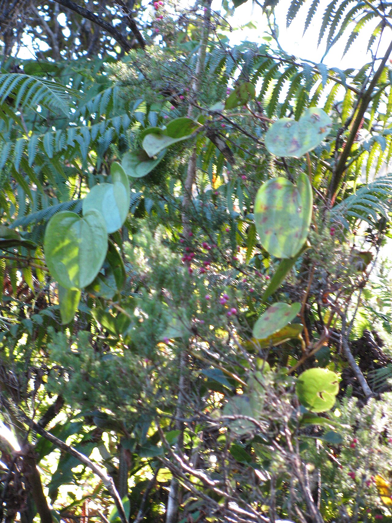 Hawai'i greenbrier: Smilax melastomifolia (Hoi kuahiwi) Habit at TR6 Bottom LZ Kopiliula East Maui, Maui, Hawaii. December 17, 2009 #091217-1699 Image Use Policy