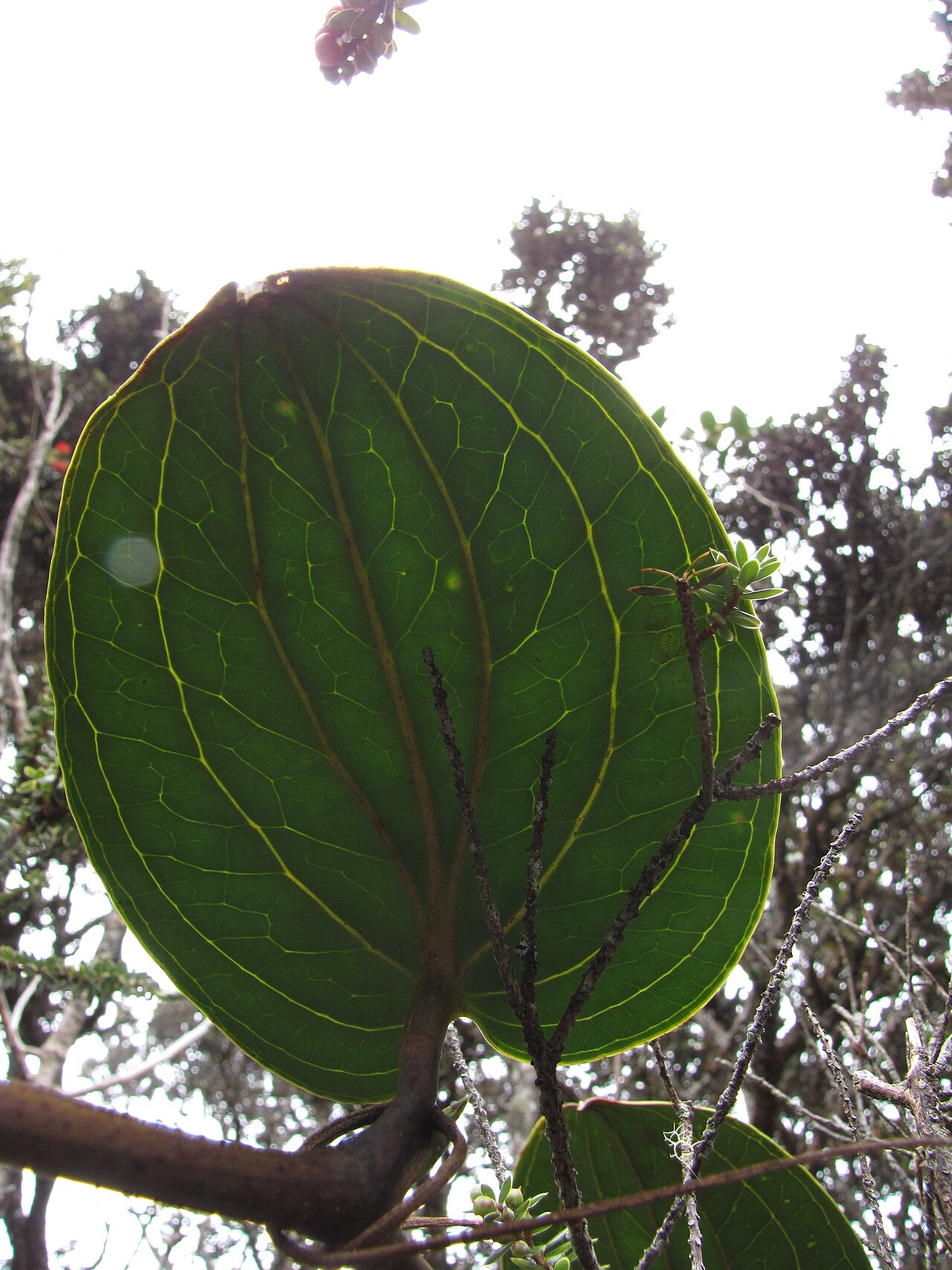 Hawai'i greenbrier: Smilax melastomifolia (Hoi kuahiwi) Backlit leaf showing veins at Waikamoi, Maui, Hawaii. April 12, 2010 #100412-4632 Image Use Policy