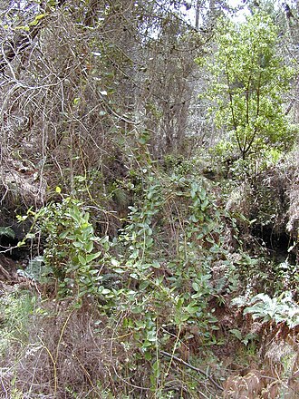 Hawai'i greenbrier: Smilax melastomifolia (habit in gulch). Location: Maui, Polipoli