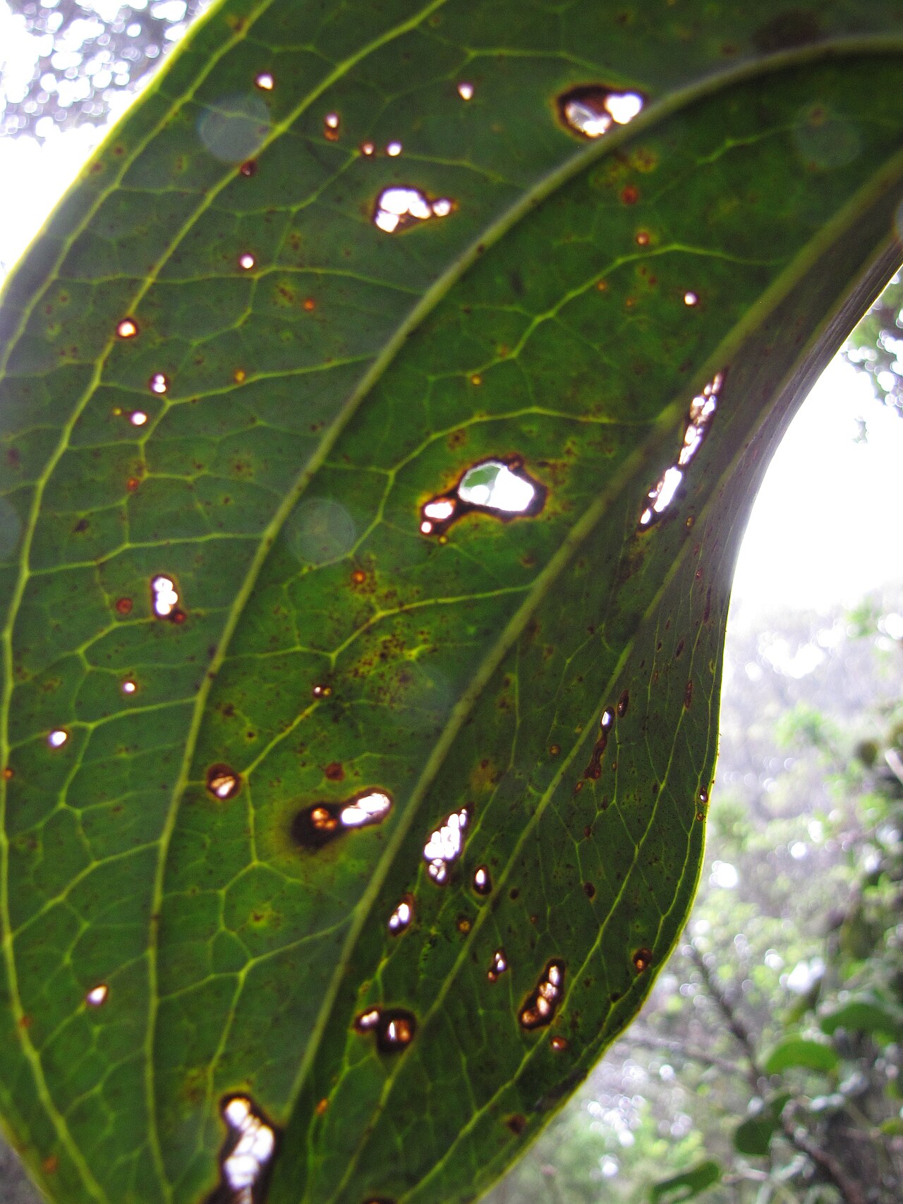 Hawai'i greenbrier: Smilax melastomifolia (Hoi kuahiwi) Backlit leaf showing veins and insect damage at Waikamoi, Maui, Hawaii. April 12, 2010 #100412-4696 Image Use Policy