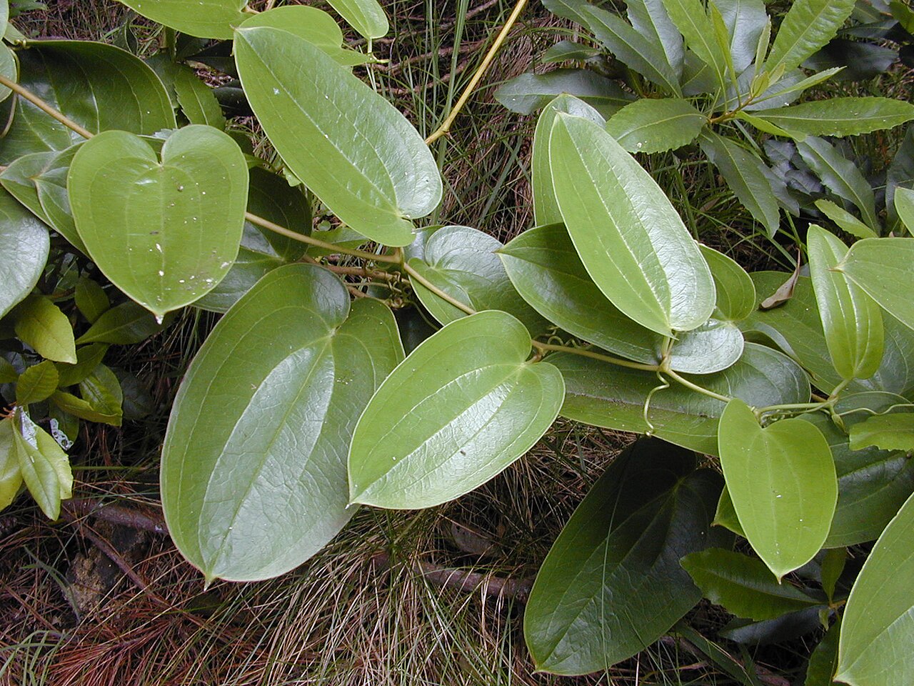 Hawai'i greenbrier: Smilax melastomifolia (leaves). Location: Maui, Polipoli
