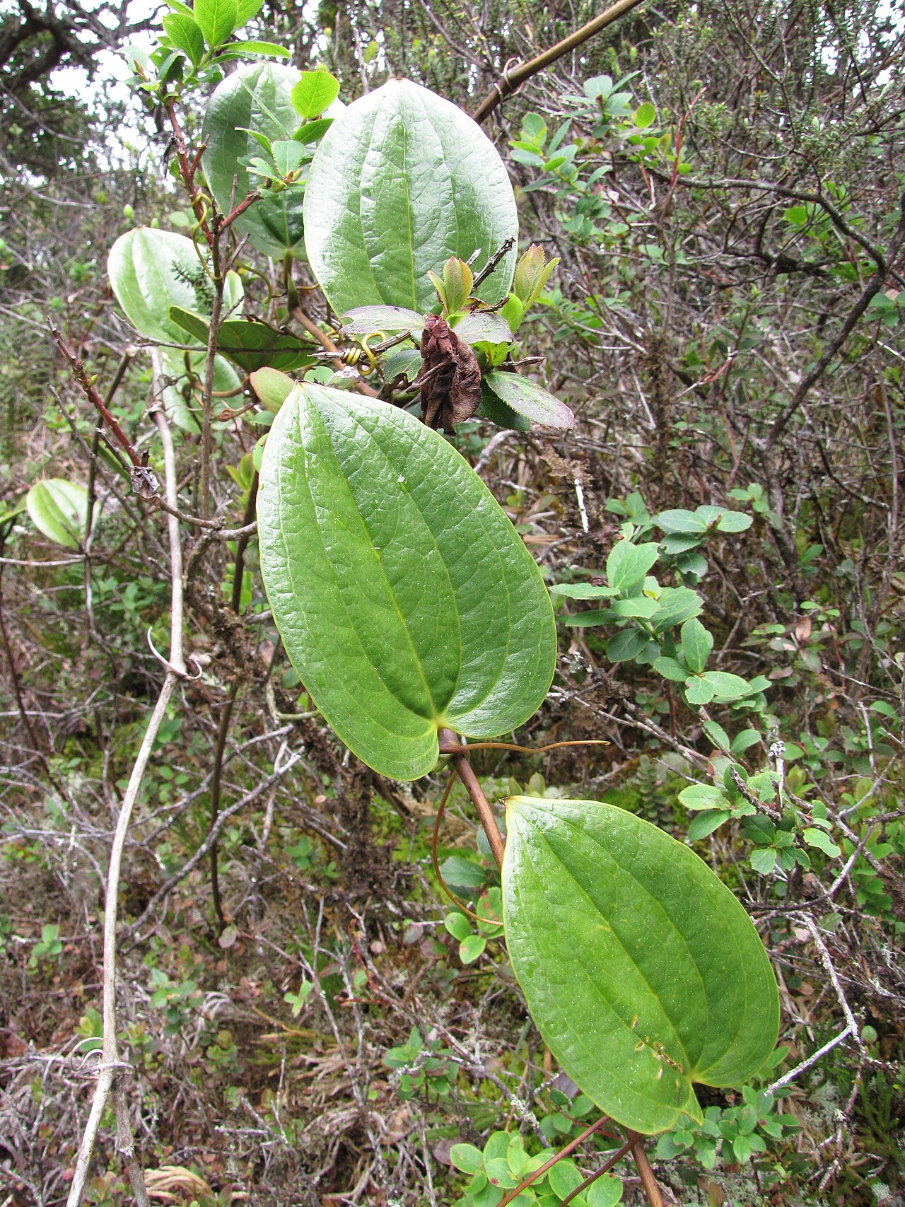 Hawai'i greenbrier: Smilax melastomifolia (Hoi kuahiwi) Leaves and tendrils at Waikamoi, Maui, Hawaii. April 12, 2010 #100412-4631 Image Use Policy