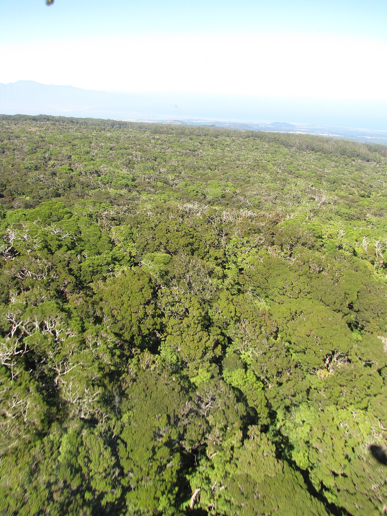 Hawai'i greenbrier: Smilax melastomifolia (Hoi kuahiwi) Aerial view habitat at Koolau Forest Reserve, Maui, Hawaii. December 17, 2009 #091217-0668 Image Use Policy