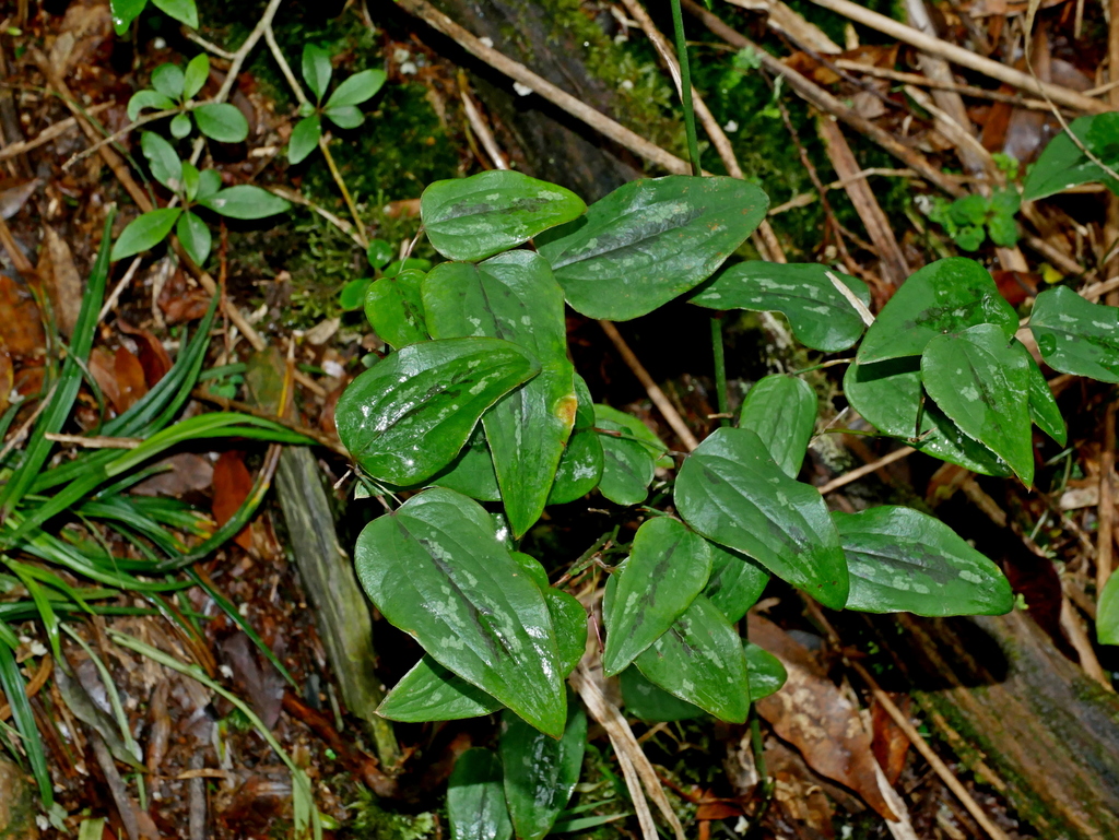 Smilax menispermoidea (Smilax menispermoidea)