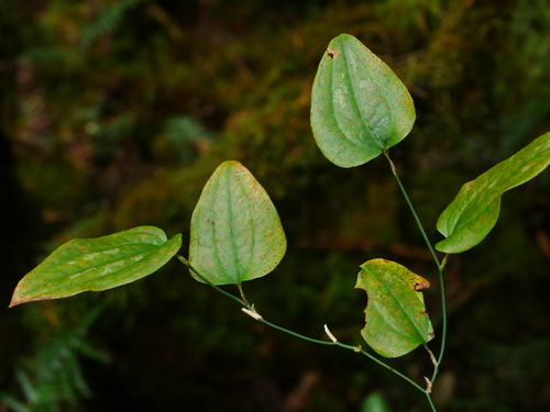 Smilax menispermoidea (Smilax menispermoidea)