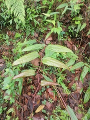 Smilax mollis (Smilax mollis)