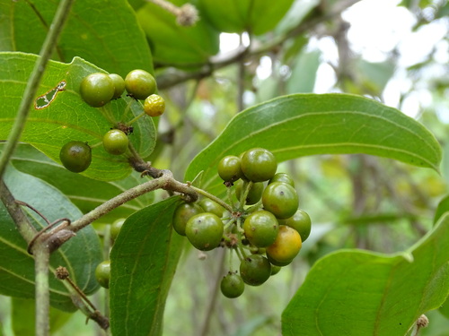 Smilax mollis (Smilax mollis)