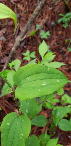 Smilax moranensis (Smilax moranensis)