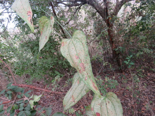 Smilax moranensis (Smilax moranensis)