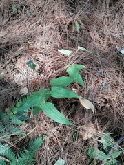 Smilax moranensis (Smilax moranensis)