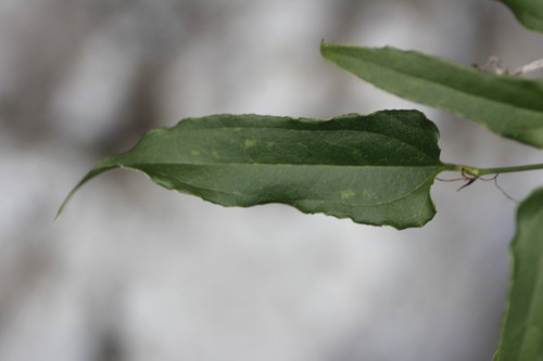Smilax moranensis (Smilax moranensis)