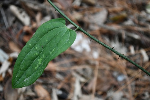 Smilax moranensis (Smilax moranensis)