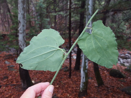 Smilax moranensis (Smilax moranensis)