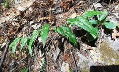 Smilax moranensis (Smilax moranensis)