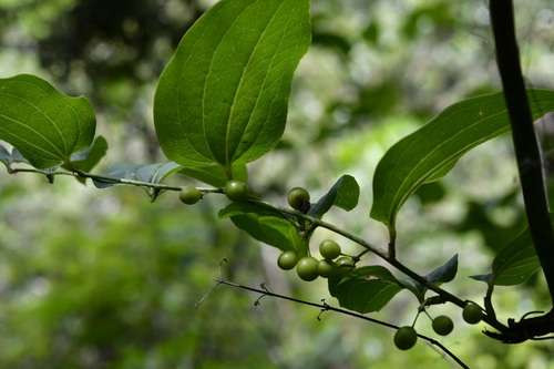 Smilax moranensis (Smilax moranensis)