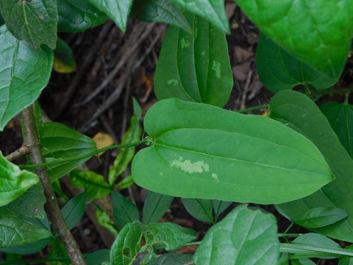Smilax moranensis (Smilax moranensis)