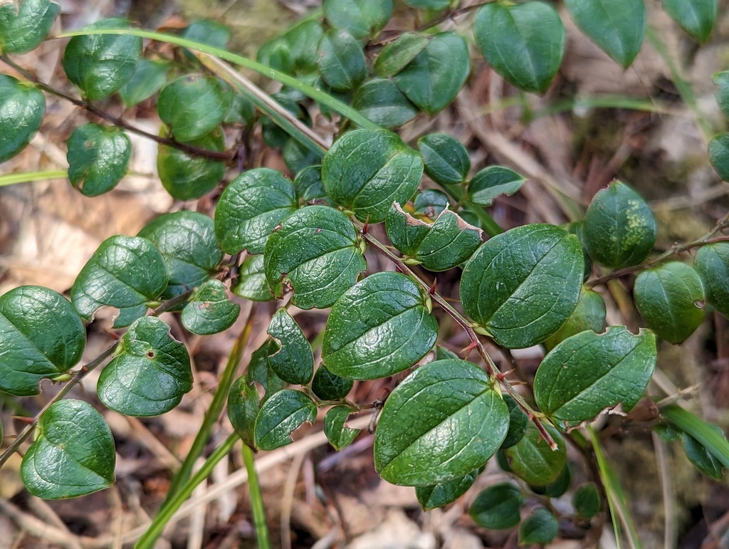 Smilax munita (Smilax munita)