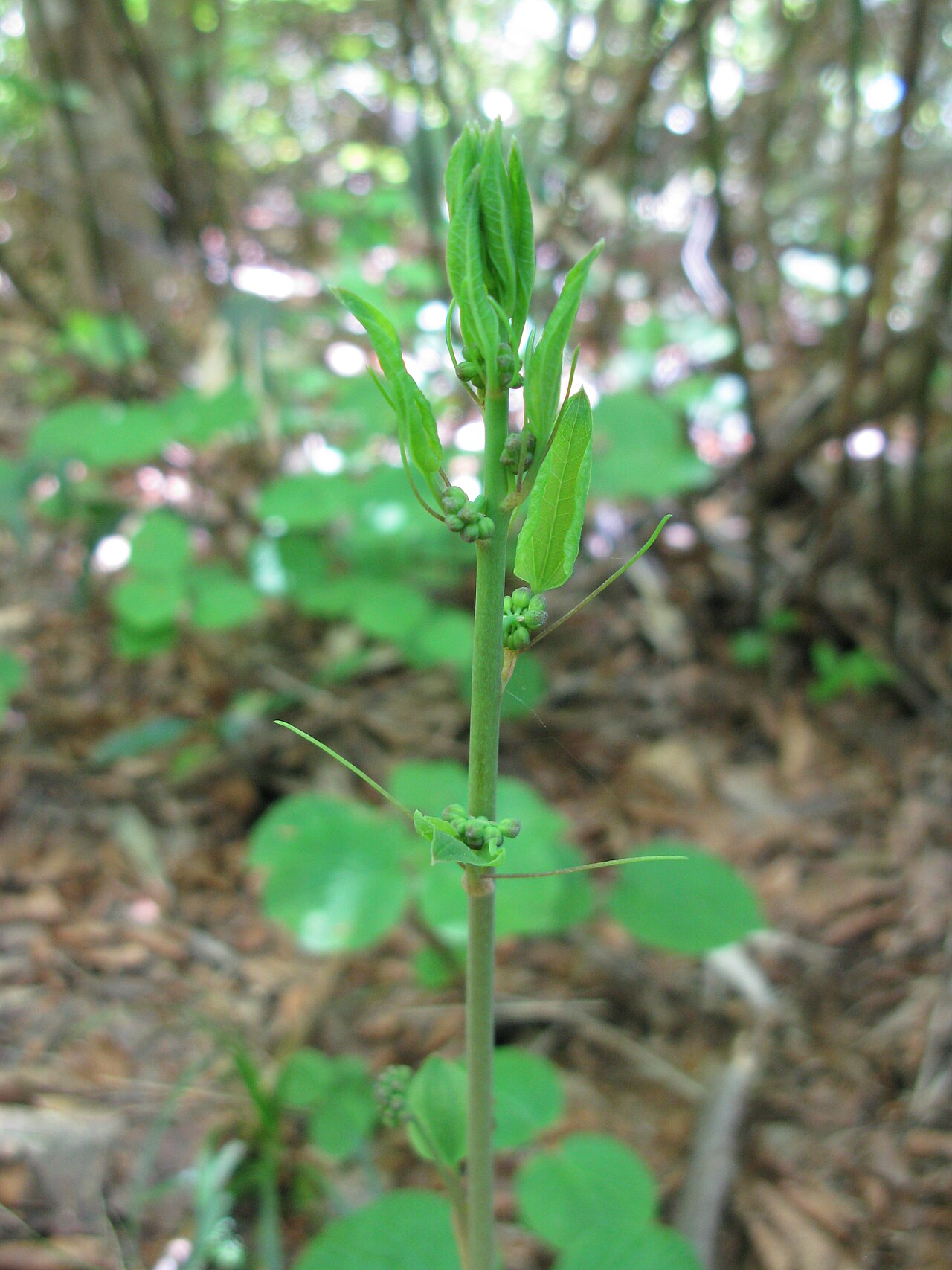 Smilax nipponica: Smilax nipponica , Aizu area, Fukushima pref., Japan