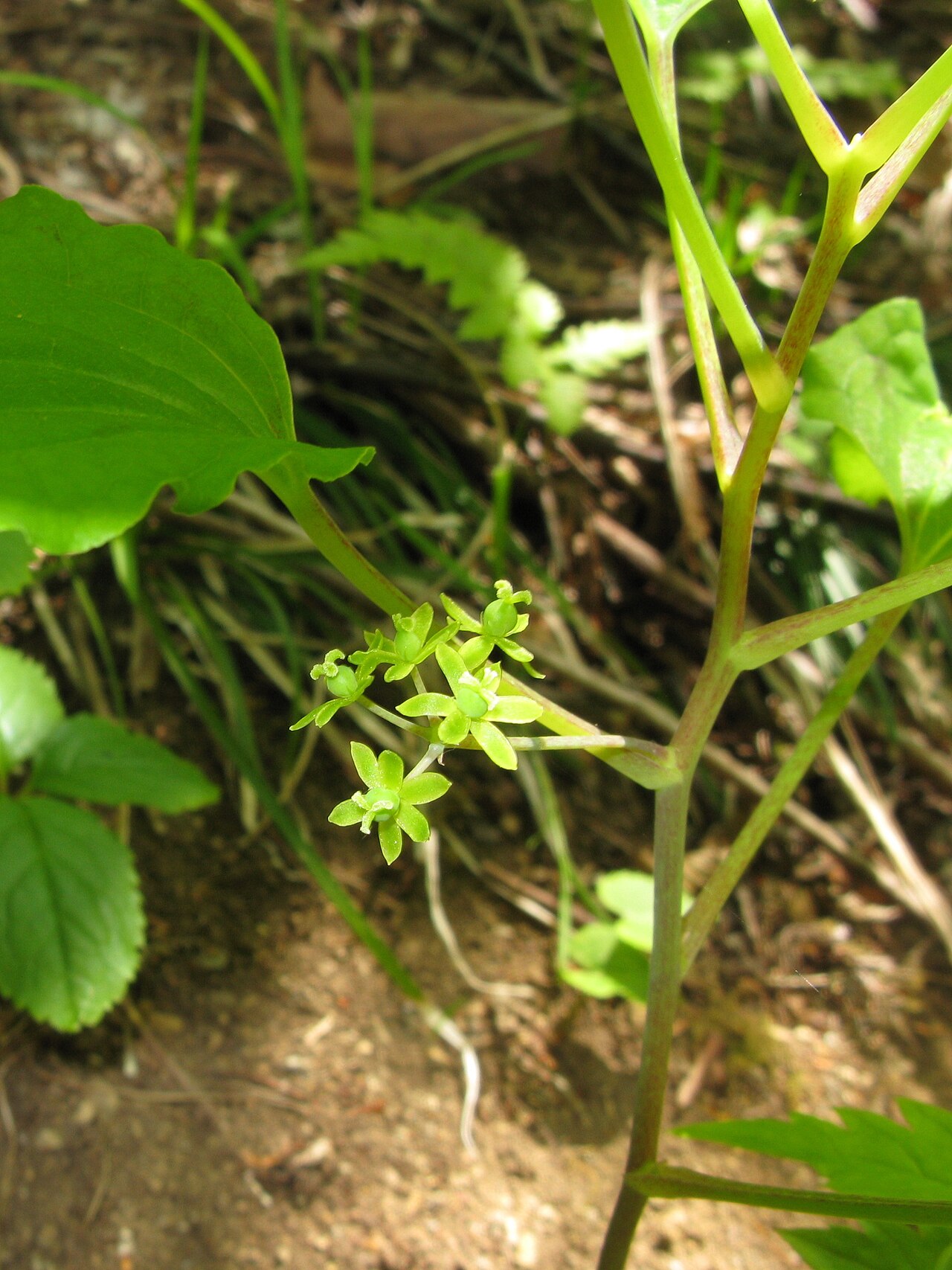 Smilax nipponica: Smilax nipponica , Fukushima city, Fukushima pref., Japan