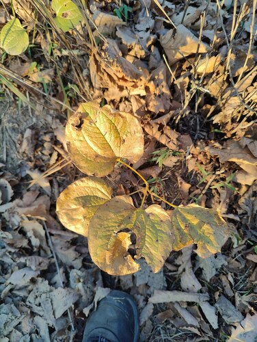 Smilax nipponica (Smilax nipponica)