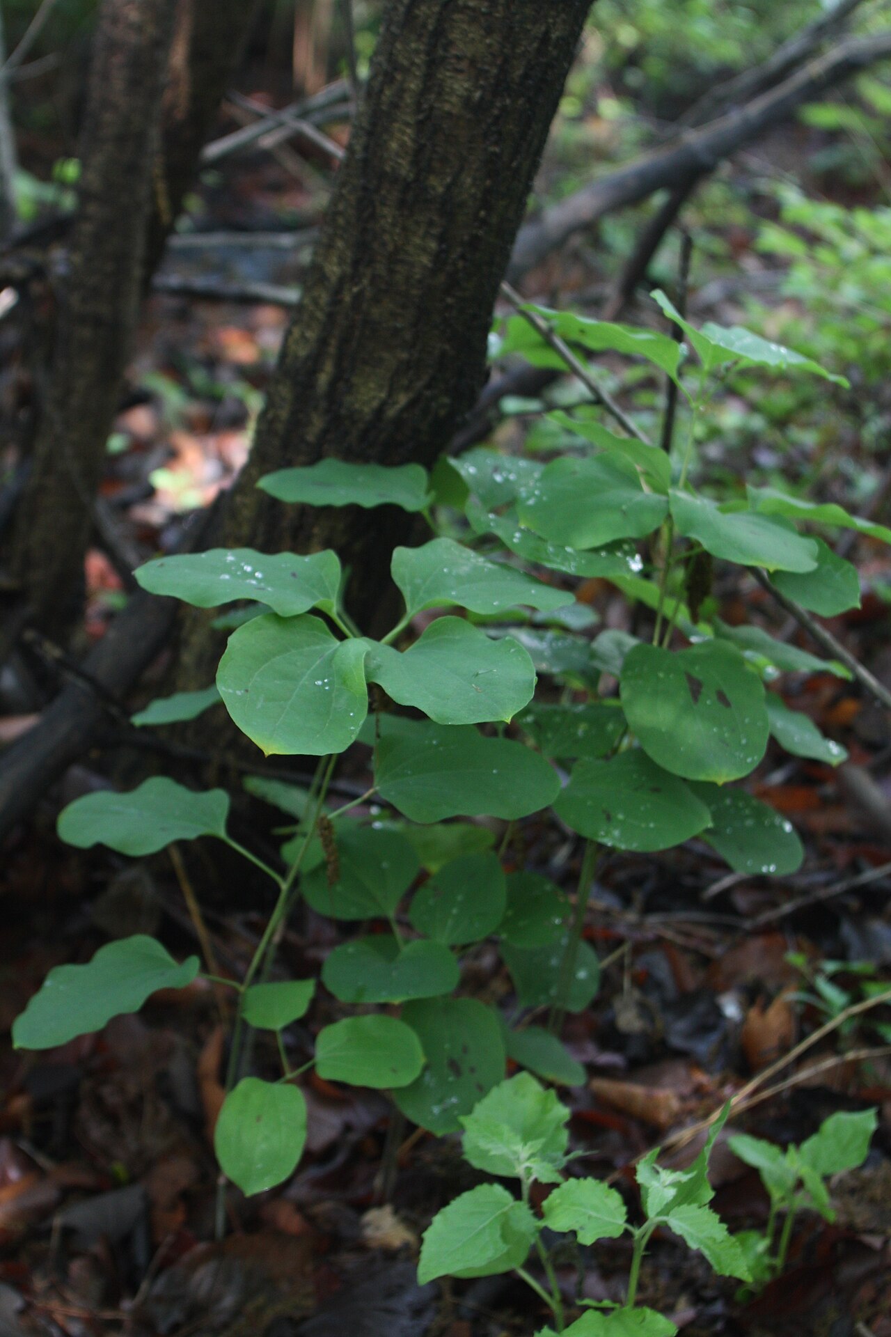 Smilax nipponica: Smilax nipponica in Bupyeong, Korea