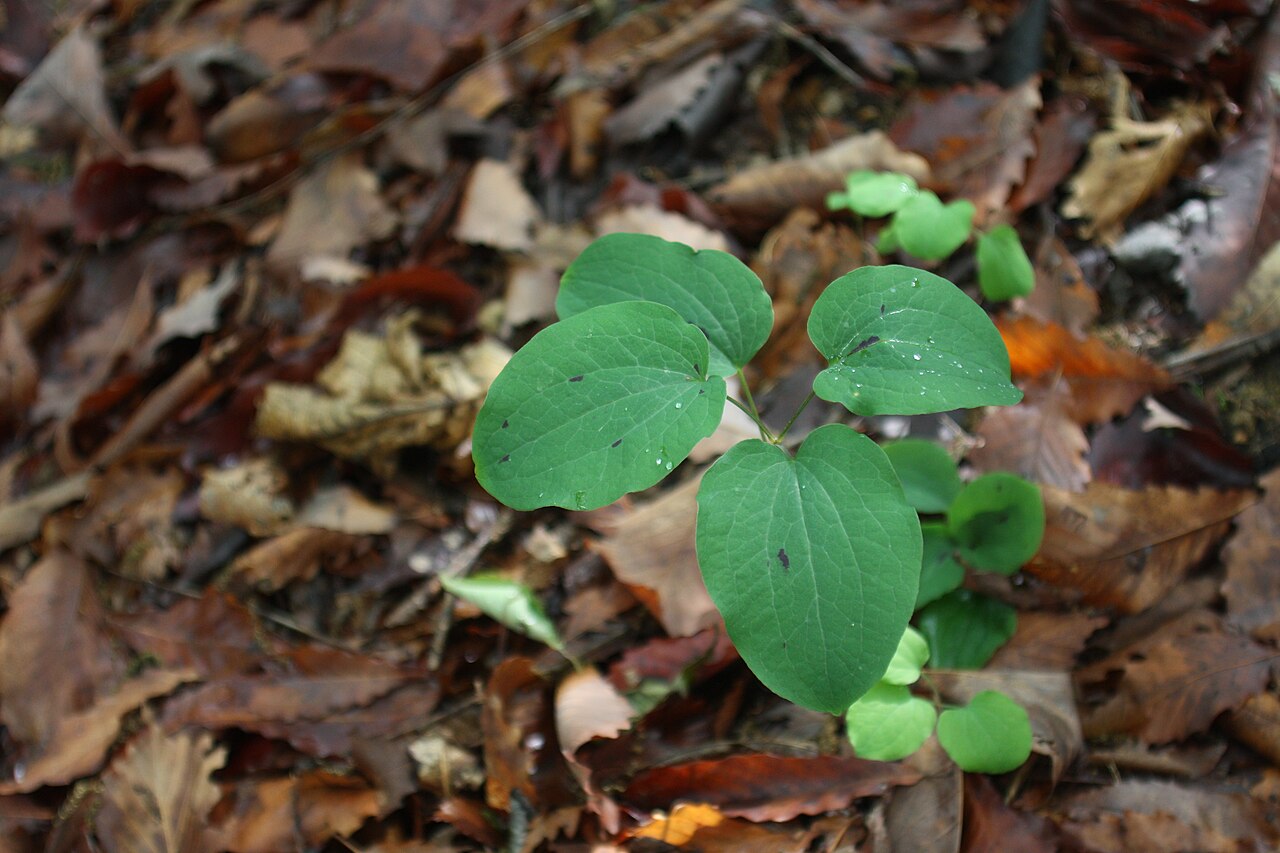 Smilax nipponica: Smilax nipponica