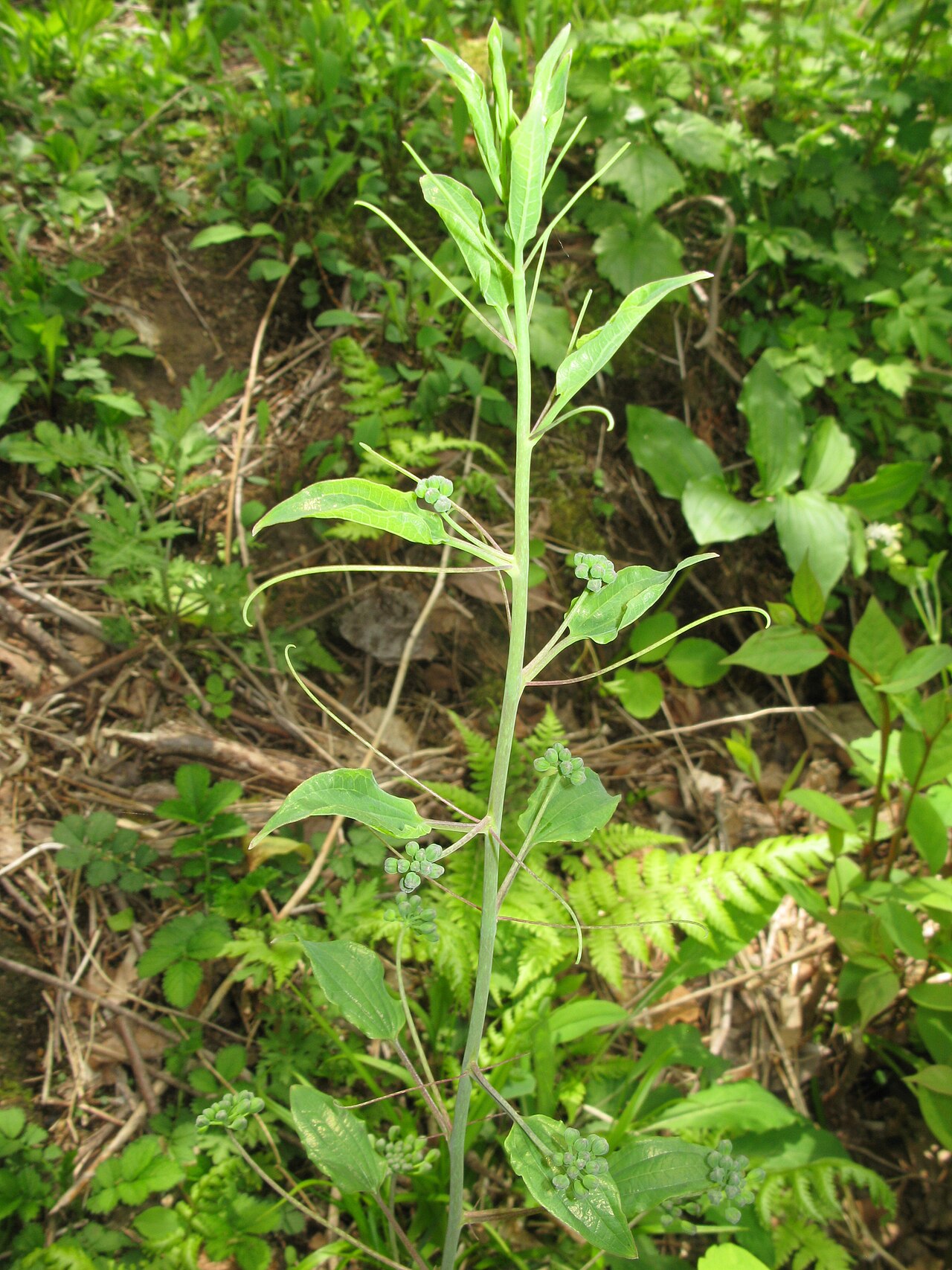 Smilax nipponica: Smilax nipponica , Fukushima city, Fukushima pref., Japan