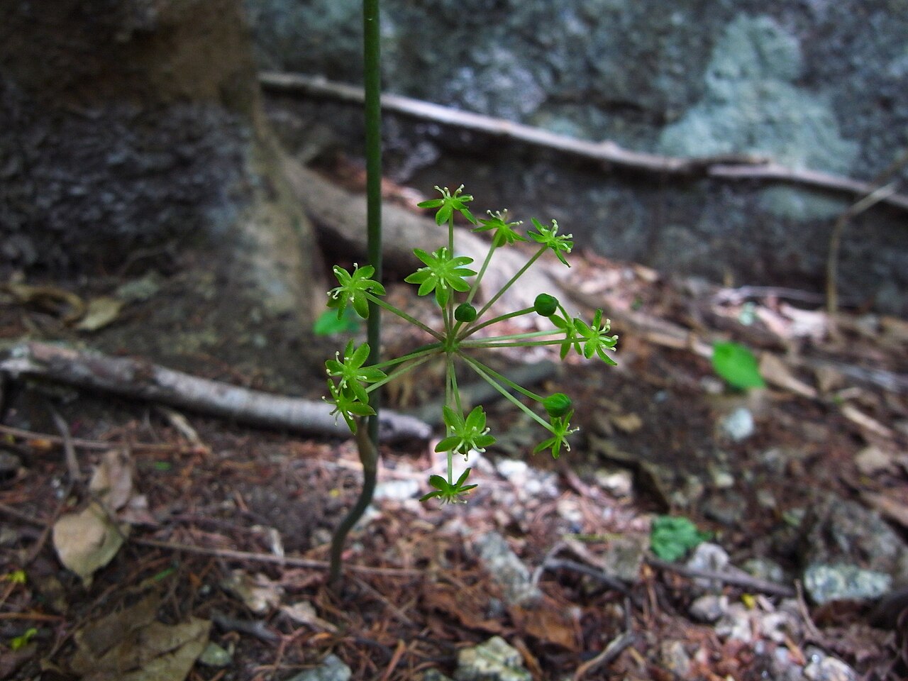 Smilax nipponica: Smilax nipponica at Jirisan in Korea