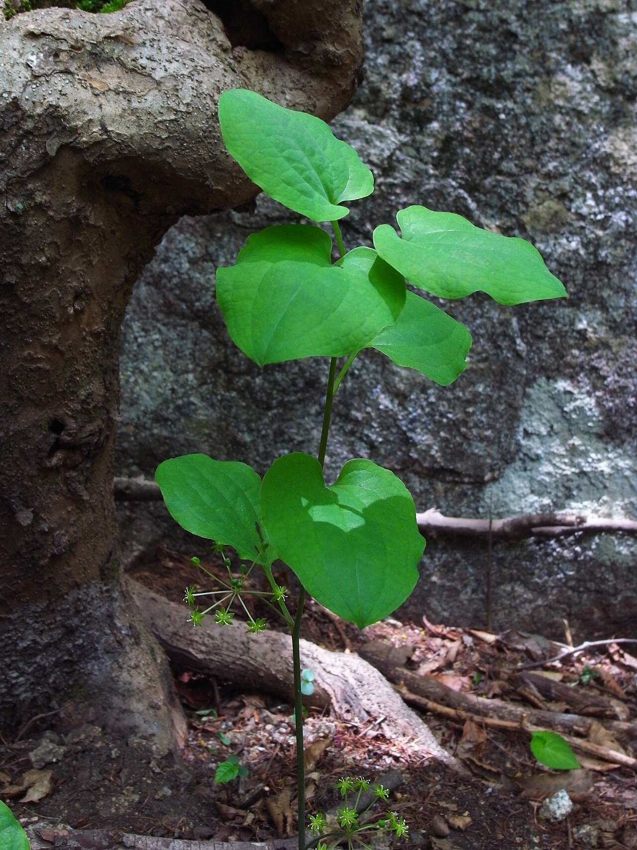 Smilax nipponica: Smilax nipponica at Jirisan in Korea