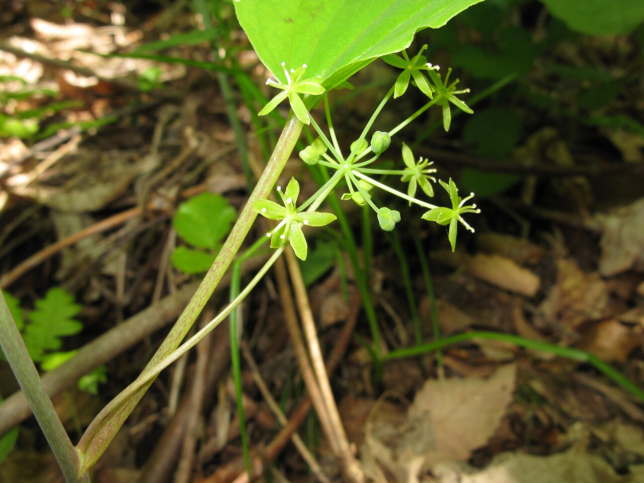 Smilax nipponica: Smilax nipponica , Fukushima city, Fukushima pref., Japan