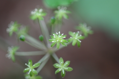 Smilax nipponica (Smilax nipponica)