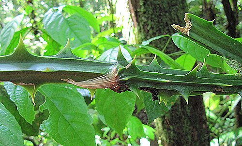 Smilax officinalis: Thorns of the unfriendly Zarzaparrilla vine.