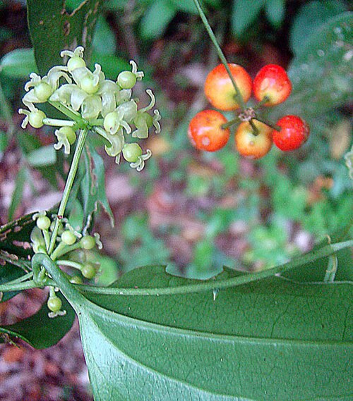 Smilax officinalis: A vine known as Zarzaparrilla, found from southern Mexico to Panama. Photo from the Volcan Arenal area of Costa Rica. In context at www.dixpix.ca/meso_america/F
