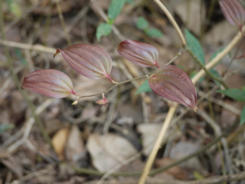 Smilax ovalifolia (Smilax ovalifolia)