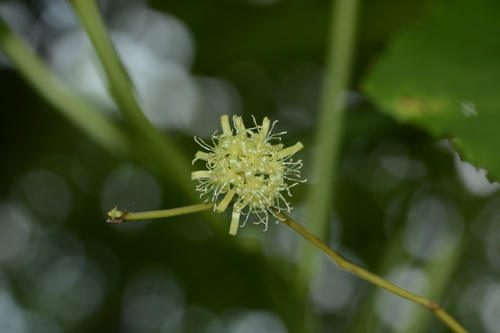 Smilax ovalifolia (Smilax ovalifolia)